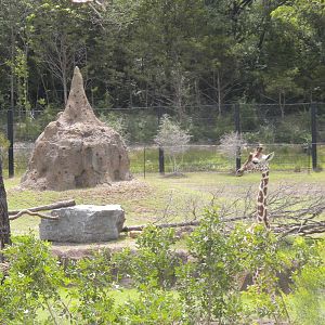 Giants of the Savanna - Giraffe