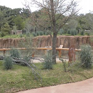 Giants of the Savanna - Warthog and Red River  Hog exhibits