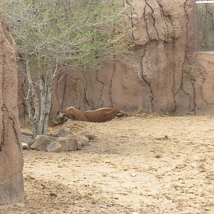 Giants of the Savanna -  Red River Hog