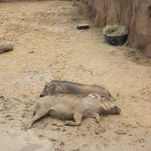 Giants of the Savanna - Warthog