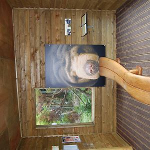 Sun Bear Tongue Bench