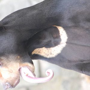 Sun Bear Tongue
