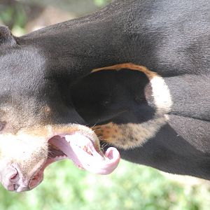 Sun Bear Tongue