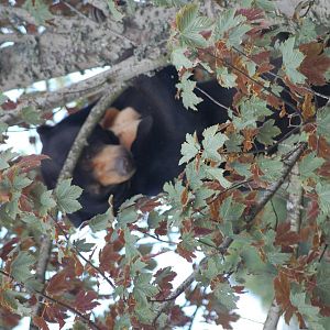 Sun Bear