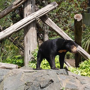 Sun Bear Exhibit