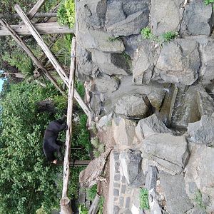Sun Bear Exhibit