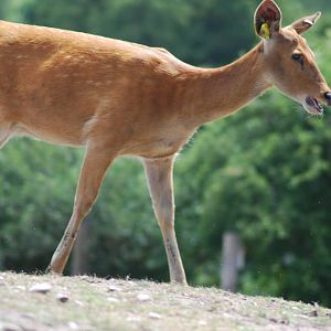 BARASINGHA
