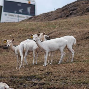 FALLOW DEER (WHITE FORM)