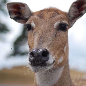 NILGAI (FEMALE)