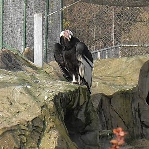 andean condor 03/10