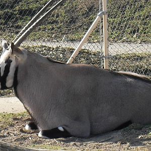 gemsbok 03/10
