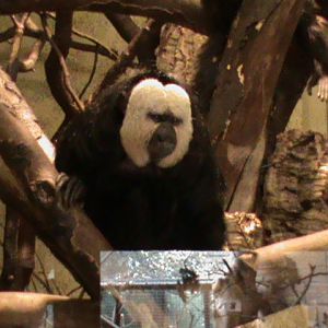 white-faced saki1 04/10