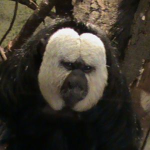 white-faced saki2 04/10