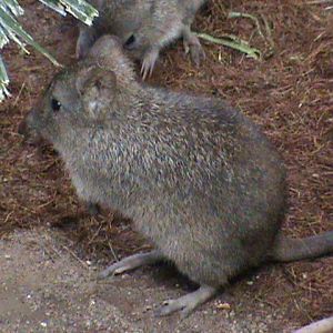 long-nosed potoroo 04/10