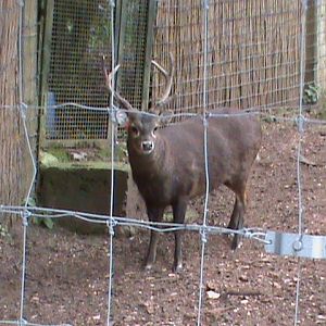 kuhl's hog deer 04/10