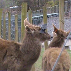 white-lipped deer (and jackdaw) 04/10