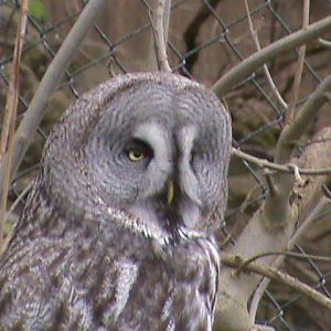 great grey owl2 04/10