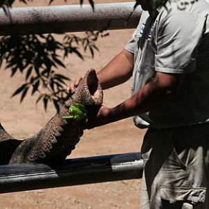 elephant training session