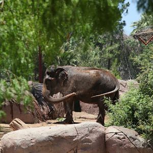 elephant spraying mud on herself