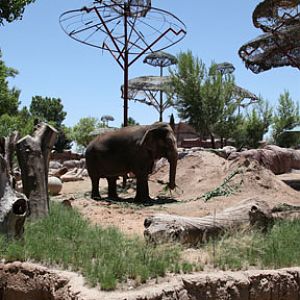 asian elephant exhibit