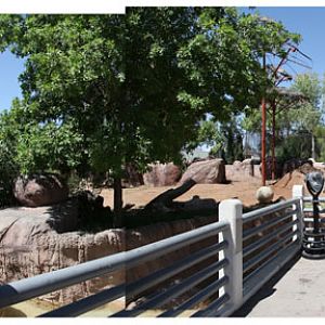 asian elephant exhibit