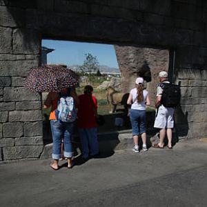 new lion exhibit