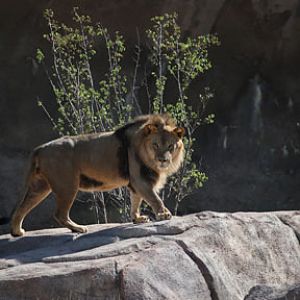 new lion exhibit