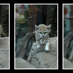 sand cat on the prowl