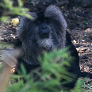 lion tailed macaque