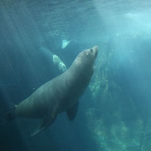 sea lion underwater viewing
