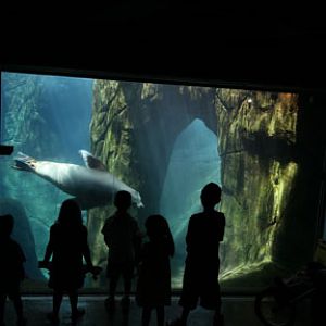 sea lion underwater viewing