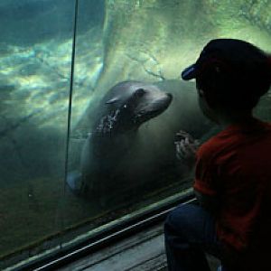 sea lion underwater viewing