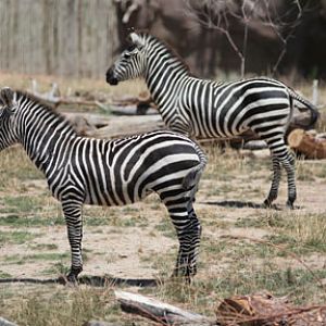 grants zebras