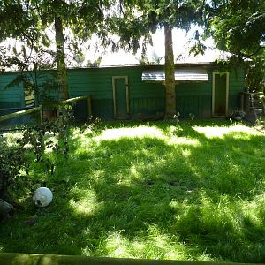 Indian Crested Porcupine Enclosure