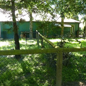 Indian Crested Porcupine Enclosure