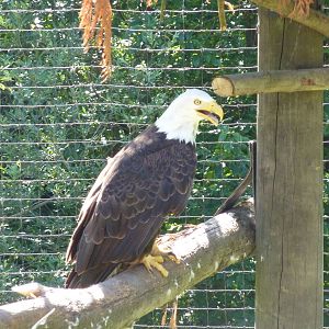 Bald Eagle