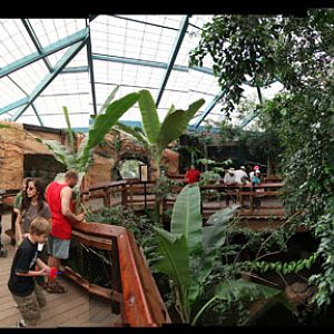 asian forest building