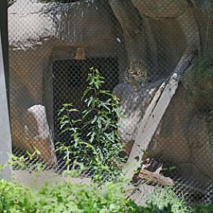 amur leopard exhibit