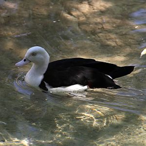 asian duck - please ID