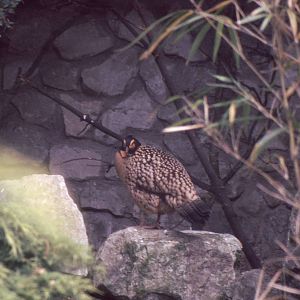 male Cabot's Tragopan (Tragopan caboti)