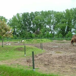 Paddocks at Vyskov, 30/05/10
