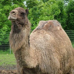 Dromedary at Vyskov, 30/05/10