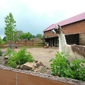 South American paddock at Vyskov, 30/05/10