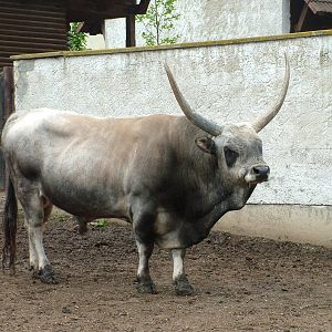 Hungarian Grey Cattle at Vyskov, 30/05/10