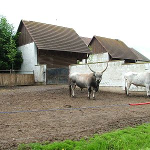 Hungarian Grey Cattle paddock at Vyskov, 30/05/10
