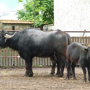 Domestic Water Buffalo at Vyskov, 30/05/10