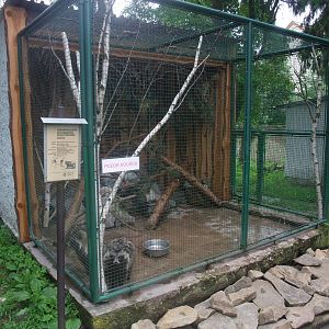 Raccoon Dog exhibit at Vyskov, 30/05/10