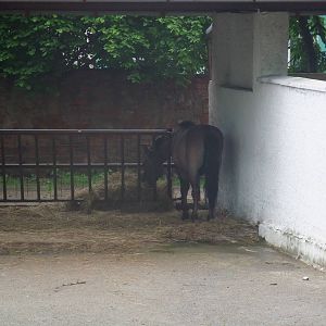 Tarpan at Vyskov, 30/05/10