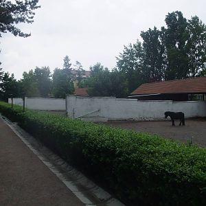 Equid paddocks at Vyskov, 30/05/10