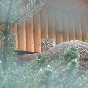 Siberian Domestic Cat at Vyskov, 30/05/10